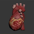 Realistic Detailed 3D Human Heart Anatomical Model With Colored Vascular Structures 3d model