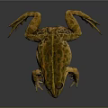 Realistic Yellow Green Spotted Frog With Detailed Body Legs And Eyes