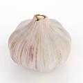 Fresh Organic Garlic Bulb with White and Purple Stripes on White Background Close Up View