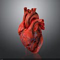Detailed Human Heart Anatomical Model With Visible Red Veins And 3D Rendered Structure