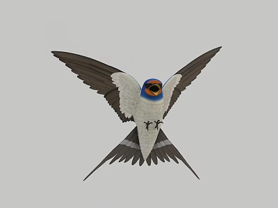 Blue Headed White Bellied Swallow Flying With Spread Black Wings And Tail 3d model