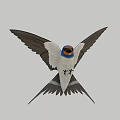 Blue Headed White Bellied Swallow Flying With Spread Black Wings And Tail