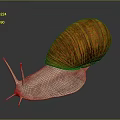 Snail Cartoon Snail Small Snail Reptile Cold Blooded Animal Reptile 3d model