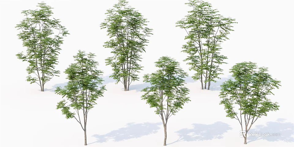 Lush Green Arbor Trees With Tall Trunks And Dense Foliage In White Setting 3d model
