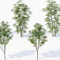 Lush Green Arbor Trees With Tall Trunks And Dense Foliage In White Setting 3d model