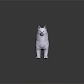 White Akita Dog 3D Rendered Model Standing With Curled Tail On Black Surface