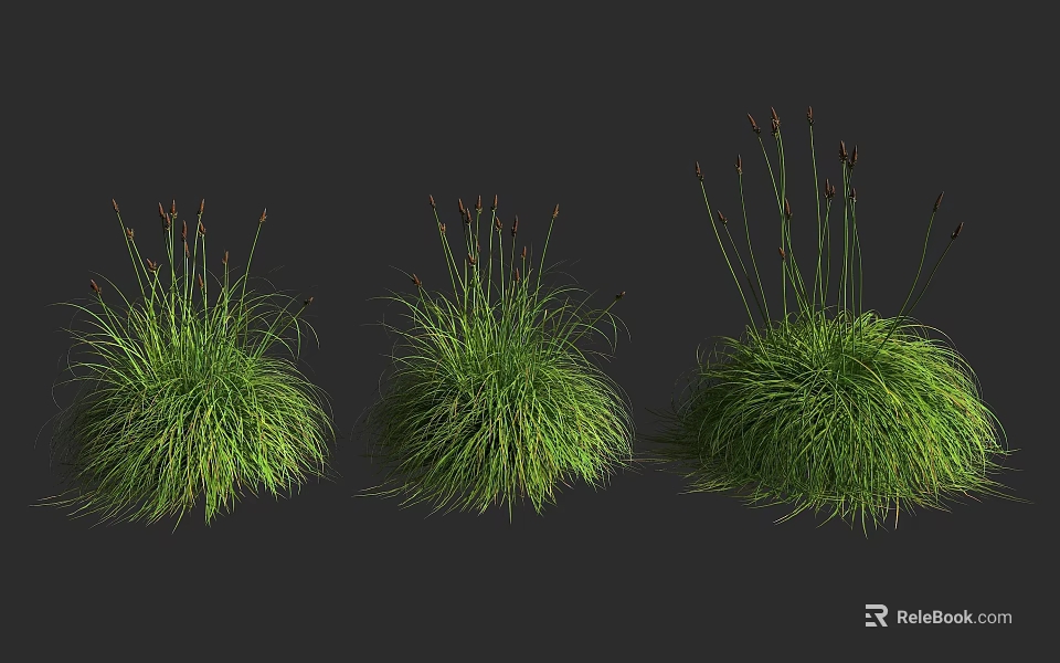 Three Lush Green Grass Clumps With Slender Stems And Spikes 3d model 