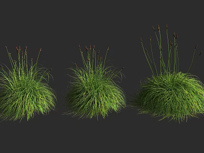 Three Lush Green Grass Clumps With Slender Stems And Spikes 3d model