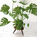 Lush Green Monstera Potted Plant in Black Pot on Wooden Stool with White Background