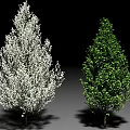 Two Beautiful Ornamental Trees One With White Blossoms And Green Foliage