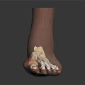 3D Foot Anatomy Model With Transparent Skin Showing Internal Bone Structure 3d model