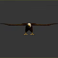 Eagle with White Head Brown Feathers Spreading Wings on Dark Background with Reflection