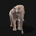 Realistic Gray Elephant With White Tusks Standing On Black Background 3d model