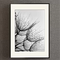 Framed Black And White Botanical Drawing With Dandelion Seeds And Water Drops