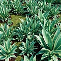 aloe vera aloe vera base park greening plants flowers and plants planting base turf greening 3d model