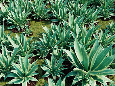 Green Agave Plants With Broad Leaves In Dense Arrangement Growing On Grassy Ground 3d model