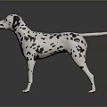 Dalmatian Dog With Black And White Spots Standing On Reflective Dark Surface