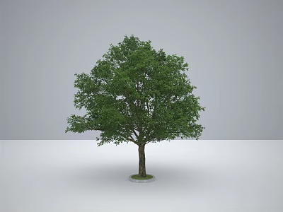 Lush Green Foliage Arbor With Sturdy Trunk Isolated On White Ground And Gray Background 3d model