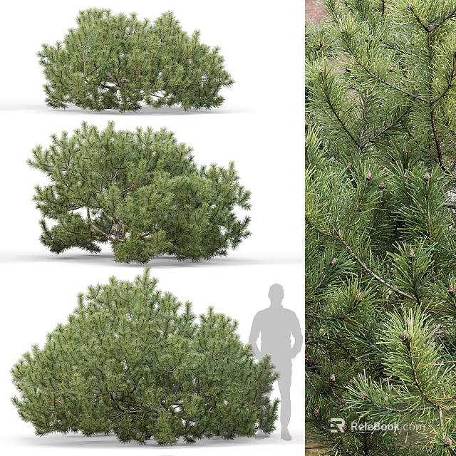 Various Lush Green Shrubs With Dense Foliage And Human Figure For Scale 3d model 
