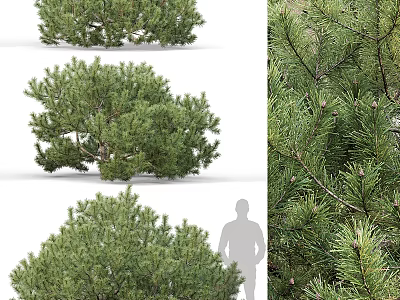 Various Lush Green Shrubs With Dense Foliage And Human Figure For Scale 3d model