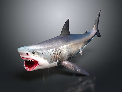 Gray Shark With Open Mouth Sharp Teeth And Dorsal Fin 3d model