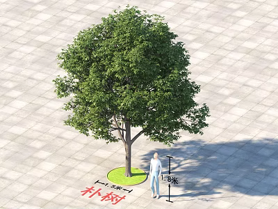 Lush Green Arbor With Five Meters Height Standing On Paved Ground Near Person 3d model