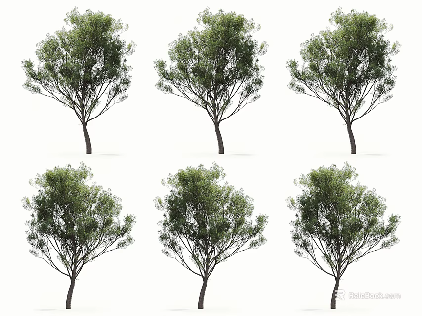 Multiple Arbor Trees With Green Foliage Showing Different Growth Perspectives Isolated On White 3d model