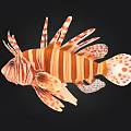 Vibrant Orange Striped Lionfish With Spines And Spots On Black Background