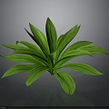 Lush Green Leafy Plant With Vibrant Shiny Leaves On Dark Background