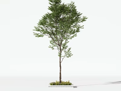 Lush Green Leafy Arbor With Sturdy Brown Trunk And Decorative Square Base 3d model