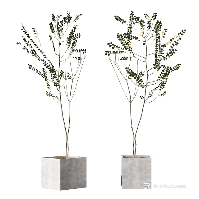 Potted Plants with Slender Branches and Green Leaves in Square Concrete Pots for Indoor Decor 3d model 