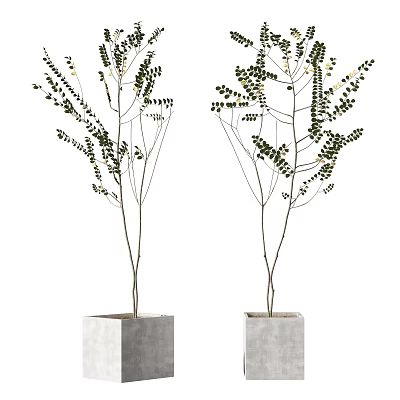 Potted Plants with Slender Branches and Green Leaves in Square Concrete Pots for Indoor Decor 3d model