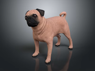Realistic Light Brown Pug Dog Standing On Dark Smooth Surface Render 3d model