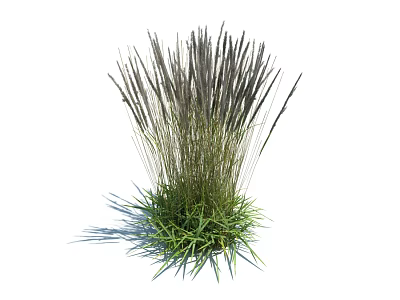 Grass Plant With Green Foliage And Dark Slender Spikes Growing In Clump 3d model
