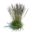 Grass Plant With Green Foliage And Dark Slender Spikes Growing In Clump