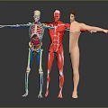 Human Body Models Skeleton With Organs Muscle Structure And Hair Details Arms Extended In Gray Background