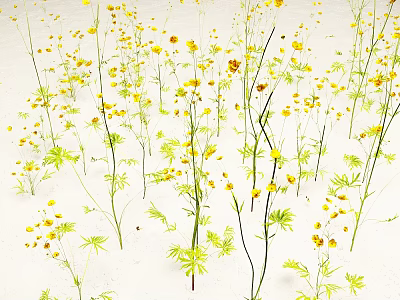 Cluster of Plants with Yellow Small Flowers Green Leaves and Slender Stems on Light Background 3d model