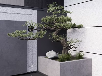 Lush Bonsai Pine Tree in Modern Stone Planter with Stone and Grass Against Gray Wall 3d model