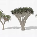 Unique Tropical Trees Featuring Branching Trunks And Lush Foliage For Garden Landscaping