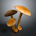 Natural Brown Mushrooms In Various Sizes With Round Caps And Long Stems