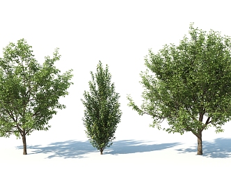 The Modern Tree 3d model