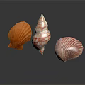 Marine Shellfish Animals Colorful Seashells in Pink Orange Striped Shapes on Black Background