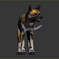 African Wild Dog With Yellow Black And White Spots Large Ears Standing On Gray Background
