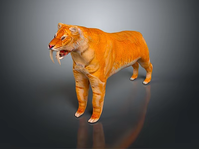 Realistic Orange Tiger with Long Fangs in Standing Posture against Gray Gradient Background 3d model