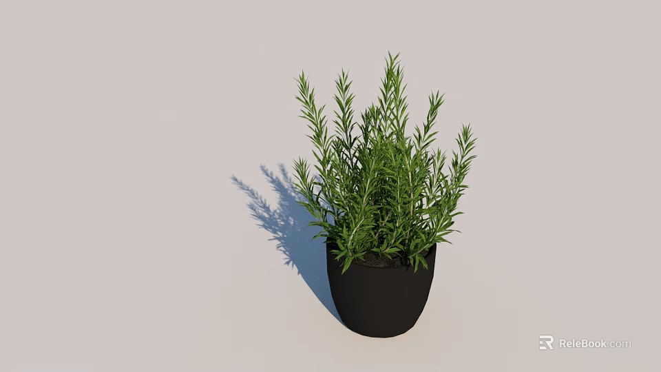 Fresh Green Rosemary Herb Potted Plant In Black Pot For Indoor Decoration 3d model 