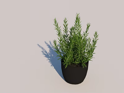Fresh Green Rosemary Herb Potted Plant In Black Pot For Indoor Decoration 3d model