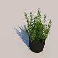 Fresh Green Rosemary Herb Potted Plant In Black Pot For Indoor Decoration