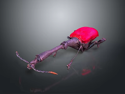 Red Beetle With Long Snout And Metallic Body On Dark Background 3d model