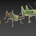 Realistic 3D Grasshopper Models With Detailed Green Bodies And Clustered Yellow Eggs