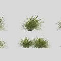 Natural Fresh Green Grass Plants in Various Shapes Isolated on Gray Background